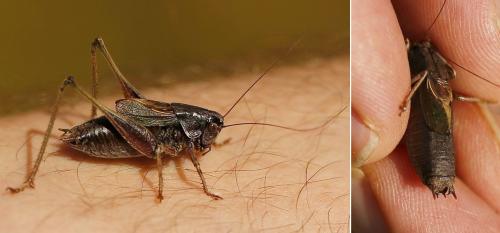 Réf. 266 771 : Metrioptera saussuriana